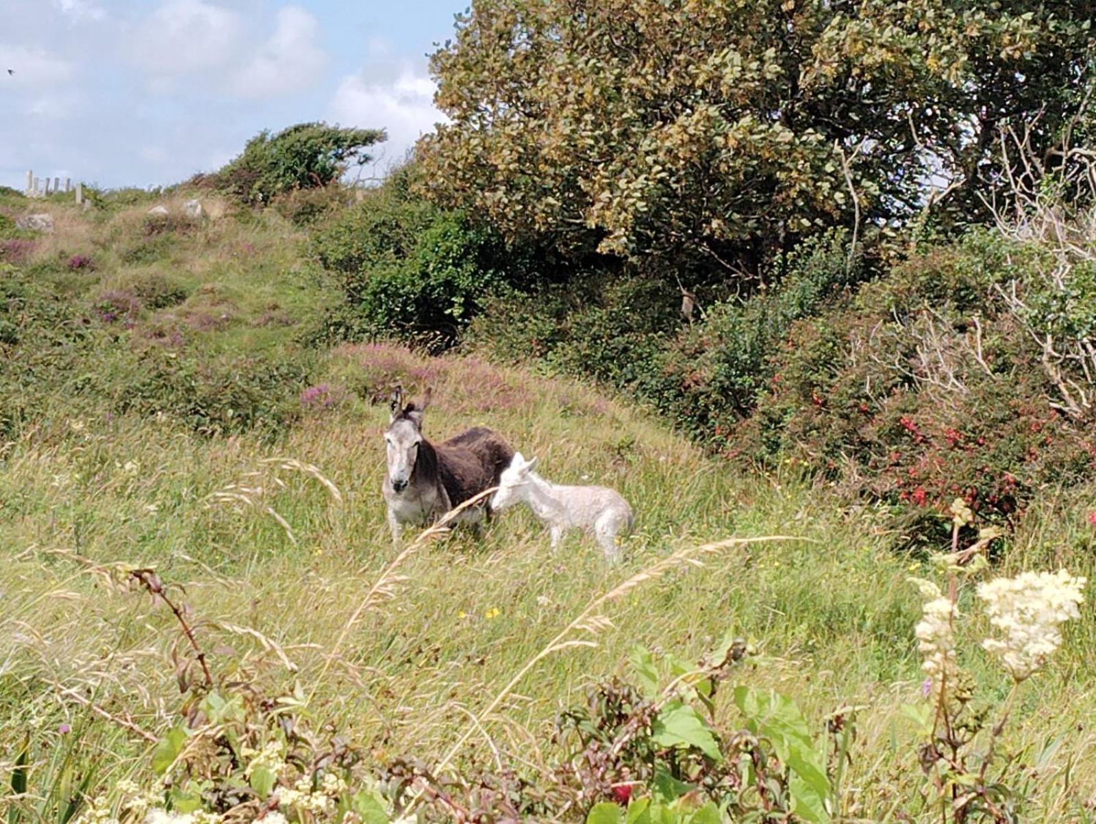 Ballyconneely House กัลเวย์ ภายนอก รูปภาพ